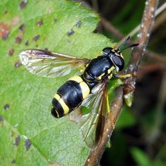 Chrysotoxum bicinctum