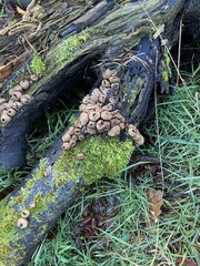 Apioperdon pyriforme