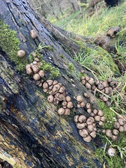 Apioperdon pyriforme