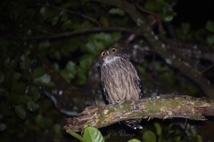 Ketupa zeylonensis