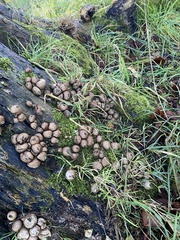 Apioperdon pyriforme