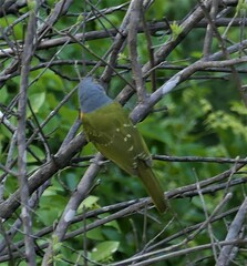 Malaconotus blanchoti