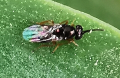 Encyrtidae