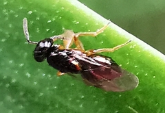 Encyrtidae