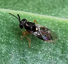 Encyrtidae