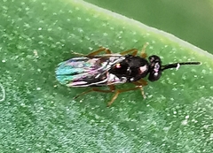 Encyrtidae