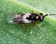 Encyrtidae