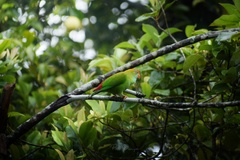 Loriculus beryllinus