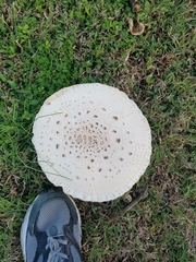 Amanita cokeri