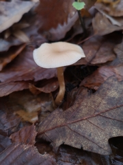 Clitocybe fragrans