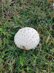 Amanita cokeri