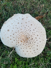 Amanita cokeri