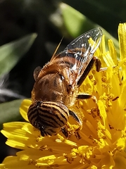 Eristalinus taeniops