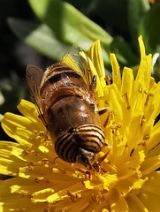 Eristalinus taeniops