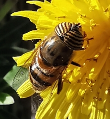 Eristalinus taeniops