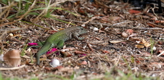 Ameiva ameiva