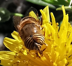 Eristalinus taeniops