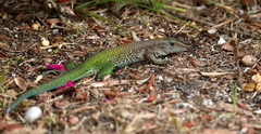 Ameiva ameiva