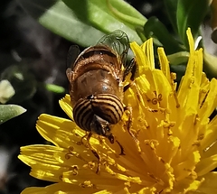 Eristalinus taeniops