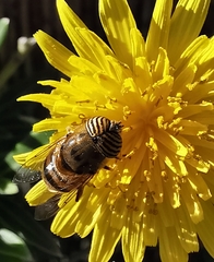 Eristalinus taeniops