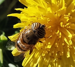 Eristalinus taeniops