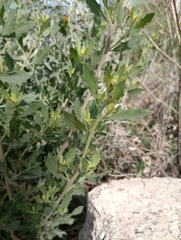 Tessaria absinthioides