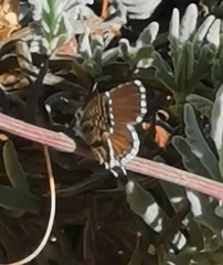 Cacyreus marshalli