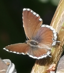 Cacyreus marshalli