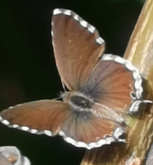 Cacyreus marshalli