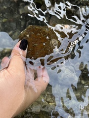 Dolabrifera nicaraguana