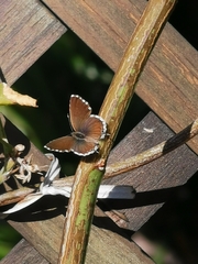 Cacyreus marshalli