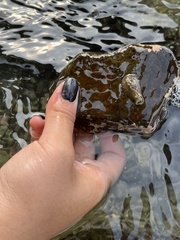 Dolabrifera nicaraguana