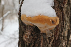 Phellinus igniarius