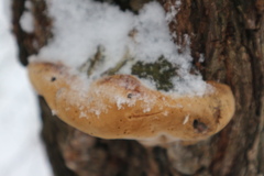 Phellinus igniarius