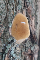 Phellinus igniarius
