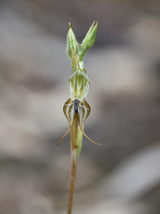 Pterostylis setifera