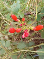 Phaseolus coccineus