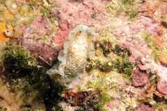 Dendrodoris grandiflora