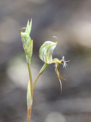 Pterostylis setifera