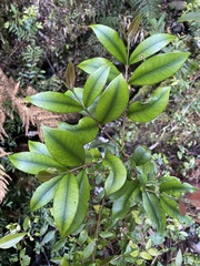 Myrceugenia planipes