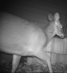 Odocoileus virginianus