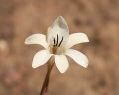 Tritonia flabellifolia