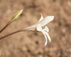 Tritonia flabellifolia