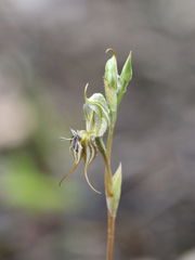 Pterostylis setifera