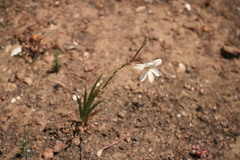 Tritonia flabellifolia
