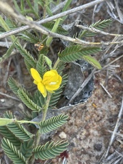 Chamaecrista capensis