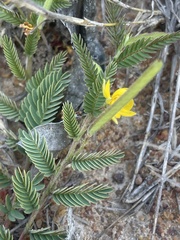 Chamaecrista capensis