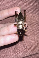 Teleogryllus