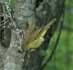 Chlorocichla flaviventris