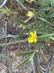 Chamaecrista capensis